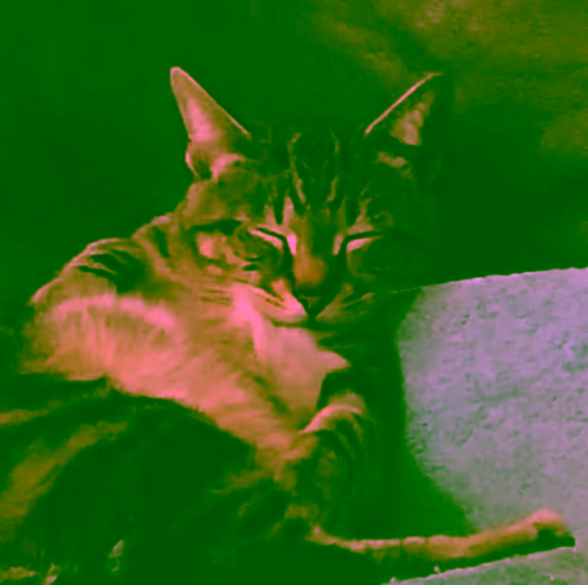 A cat